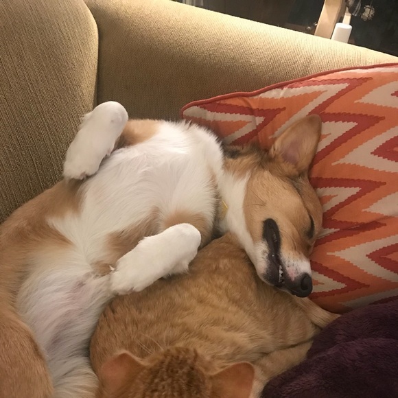 Meet your Posher, Rosie the Corgi - Picture 8 of 10